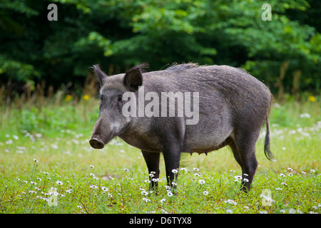 Wildschwein (Sus Scrofa) Sau im Sommer zeigen, Zitzen Stockfoto