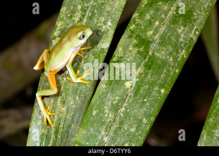 Juvenile White gesäumten Affe Frosch (Phyllomedusa Vaillanti) in den Regenwald Unterwuchs, Ecuador Stockfoto