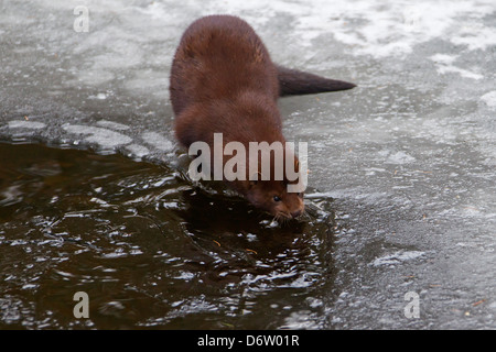 Amerikanischer Nerz (Neovison Vison / Mustela Vison), in Nordamerika am zugefrorenen Fluss Mustelid bank im Winter Stockfoto