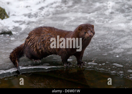 Amerikanischer Nerz (Neovison Vison / Mustela Vison), in Nordamerika am zugefrorenen Fluss Mustelid bank im Winter Stockfoto