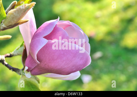 Blüte einer schönen Magnolie Blume auf grünem Hintergrund Stockfoto