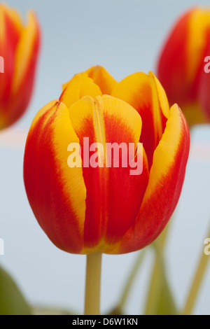 Nahaufnahme von roten und gelben Tulpen tulipa Stockfoto