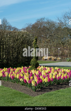 Hyacinthus orientalis 'Yellow Queen' und Hyacinthus orientalis 'Jen bos'. Hyazinthe Anzeige an RHS Wisley Gardens. Woking, Surrey, England Stockfoto