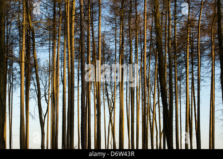 Pinus. Kiefer Baumstamm Muster gegen Abendlicht. UK Stockfoto