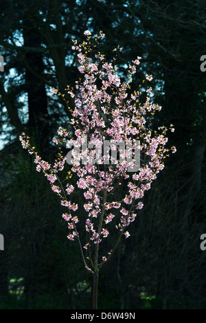Prunus Avium Sweetheart.  Kirschbaum Blüte im Sonnenlicht vor einem dunklen Hintergrund Stockfoto