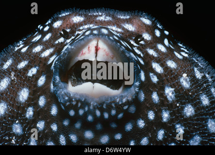 Perlhühner aufgeblasenen Kugelfisch (Arothron Meleagris), Cocos Island, Costa Rica, Pazifischer Ozean Stockfoto