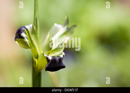 Zwerg-Iris Tuberosa. Hermodactylus tuberosa Stockfoto