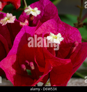 Magenta Bougainvillea's weißen Blüten blutend Stockfoto