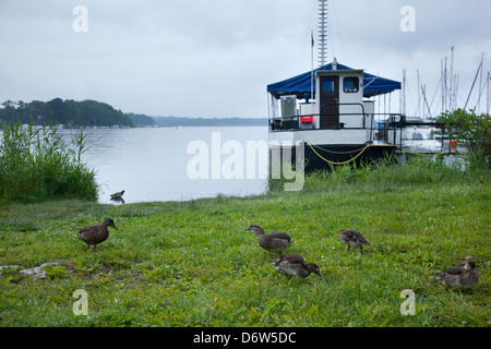 Ferch, Deutschland, Mandarinente mit Küken an Havel Stockfoto