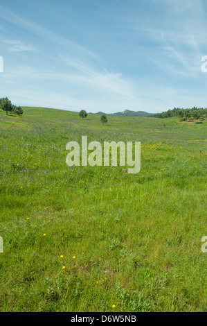 Blühenden Wiese mit Bäumen Stockfoto