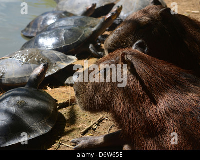 Capybara und Schildkröten entspannende zusammen an einem Flussufer im Amazonas Stockfoto