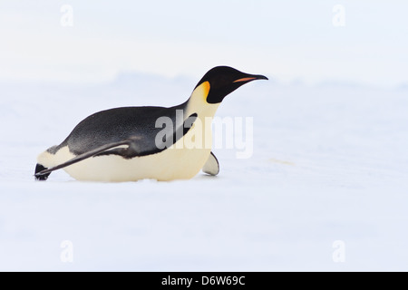 Kaiser Penguin rutschen auf dem Bauch in der Antarktis Stockfoto