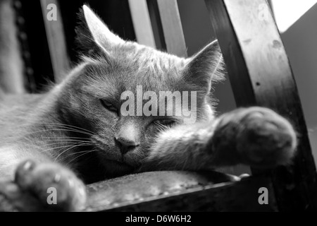Schläfrige Russisch Blau Katze auf Stuhl Stockfoto