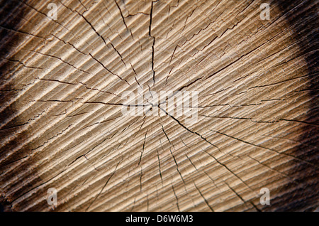 Coppenbruegge, Deutschland, Korn aus einem gefällten Baumstamm im Wald Stockfoto