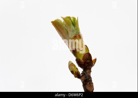 Nahaufnahme von einem keimhaft Rosskastanie Baum Blatt Knospe. Aesculus hippocastanum Stockfoto