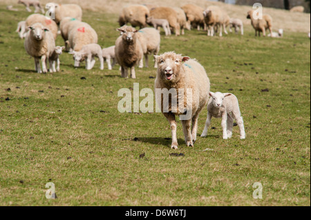 Ein Mutterschaf in einem Feld bewacht seine Lamm, während andere schauen auf. Stockfoto