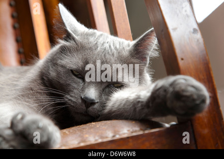 Schläfrige Russisch Blau Katze auf Stuhl Stockfoto