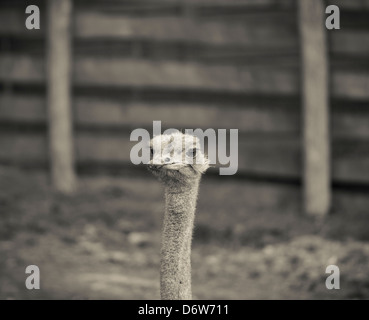 Ein Strauß an Port Lympne Wild Animal Park, Aldington Rd, Lympne, Hythe, Kent, England. Stockfoto