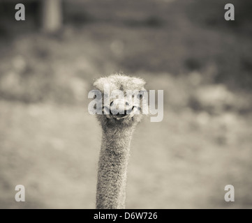 Ein Strauß an Port Lympne Wild Animal Park, Aldington Rd, Lympne, Hythe, Kent, England. Stockfoto