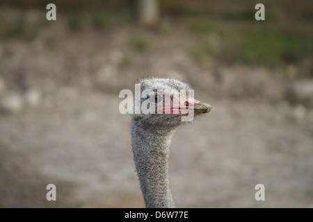 Ein Strauß an Port Lympne Wild Animal Park, Aldington Rd, Lympne, Hythe, Kent, England. Stockfoto