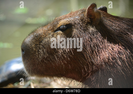 ein Capybara an der Seite eines Flusses im Amazonas-Regenwald Stockfoto