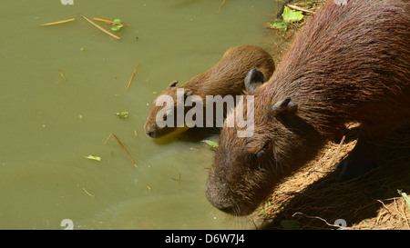 Ein Capybara Mutter und Baby nähern sich am Flussufer. Iquitos, Amazon Stockfoto