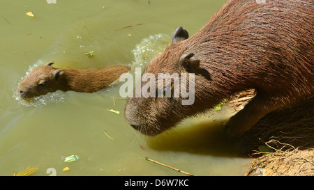 Ein Capybara Mutter und Baby nähern sich am Flussufer. Iquitos, Amazon Stockfoto