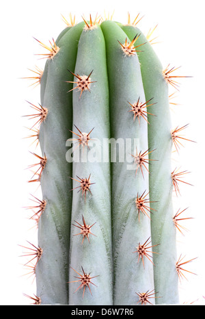 Neues Wachstum auf einem Kaktus San Pedro (Echinopsis Pachanoi). Stockfoto