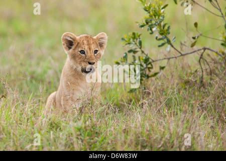 Löwenjunges Gras sitzen Stockfoto
