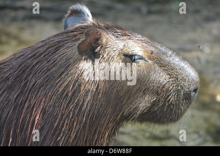 ein Capybara an der Seite eines Flusses im Amazonas-Regenwald Stockfoto