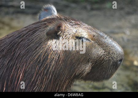 ein Capybara an der Seite eines Flusses im Amazonas-Regenwald Stockfoto