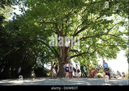 Konstanz, Deutschland, eine mehr als 100 Jahre alte Linde auf der Insel Mainau Besucher betrachten. Stockfoto