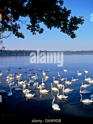 8497. Schwäne am See Bezdrev, Hluboka, Süd-Böhmen, Tschechische Republik, Europa Stockfoto