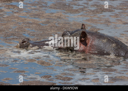 Nilpferd Halbüberspülte im schlammigen Teich Stockfoto