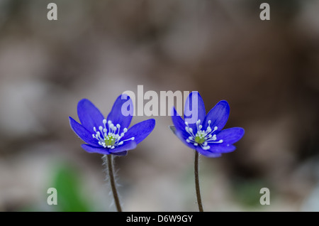 Zwei gemeinsame Leberblümchen mit weichen Hintergrund Stockfoto