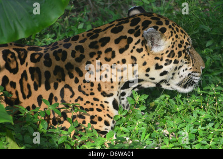 Jaguar am Ufer eines Flusses im Amazonas-Regenwald. Stockfoto