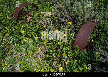 Eine verrostete und verschlechterten Traktor-Achse und zwei Rädern sitzen auf dem Boden auf einem verlassenen Bauernhof zwischen gelben Blumen und Sträuchern. Stockfoto