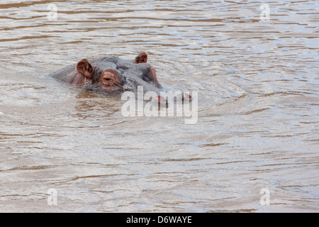 Nilpferd Halbüberspülte im Fluss Stockfoto