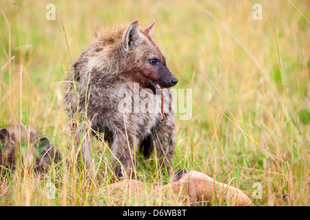 Gefleckte Hyäne Essen Beute Stockfoto
