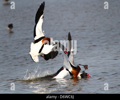 Ausführlichen schließen sich von ein paar männliche eurasischen Brandgänse (Tadorna Tadorna) gegeneinander kämpfen im Wasser Stockfoto