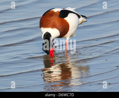 Ausführlichen schließen sich von einer Reifen männlichen Brandgans (Tadorna Tadorna) auf Nahrungssuche in Feuchtgebieten Stockfoto