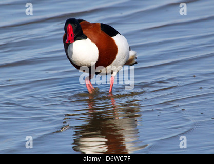 Ausführlichen schließen sich von einer Reifen männlichen Brandgans (Tadorna Tadorna) auf Nahrungssuche in Feuchtgebieten Stockfoto