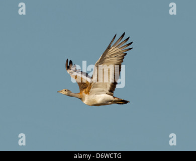 Großtrappen - Otis tarda Stockfoto