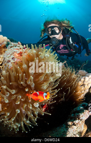 Eine weibliche Taucher schwimmt über dem Riff zu sehen, eine Anemone mit Clownfisch Stockfoto