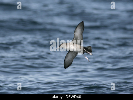 Balearen-Sturmtaucher - Puffinus mauretanicus Stockfoto