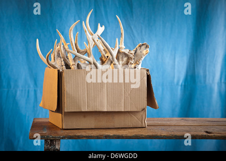 Schachtel mit Knochen auf Tisch Stockfoto