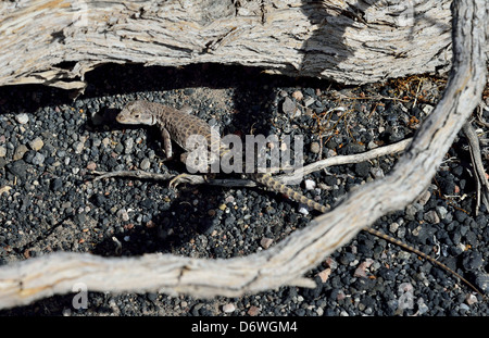 Eine lange Nase Leopard-Eidechse in der Wüste. Death Valley Nationalpark, Kalifornien, USA. Stockfoto