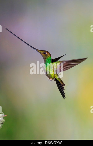 Schwert-billed Kolibri (Ensifera Ensifera) von Mark J Thomas Stockfoto