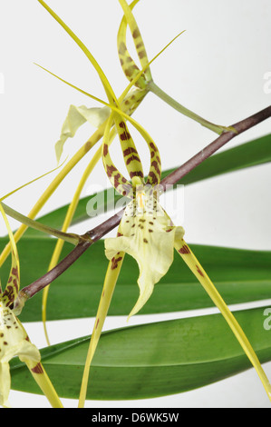 Brassia Edvah Loo 'Talisman Cove"(Longissima X gireoudiana) Blumen Stockfoto