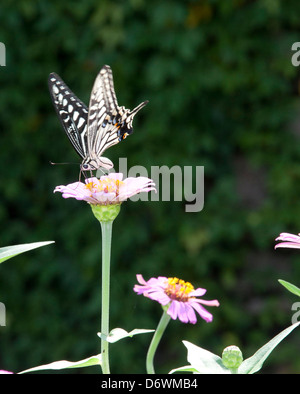 Schmetterling auf Blume Stockfoto